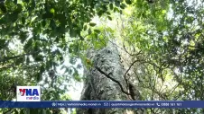 Chung tay giữ màu xanh rừng đặc dụng Phong Quang