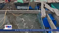 Đẩy mạnh ứng dụng KHCN và chính sách hỗ trợ nuôi cá lồng bè