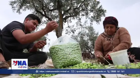  Nông dân Syria nỗ lực khôi phục sinh kế từ những vườn ô liu