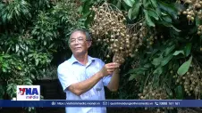 Chuyển đổi xanh và số nâng tầm thương hiệu “Nhãn Châu Thành - Đồng Tháp”