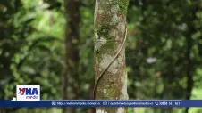 Tín dụng chính sách tiếp sức người dân vùng cao làm giàu từ cây quế