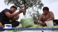  Nông dân Syria nỗ lực khôi phục sinh kế từ những vườn ô liu