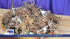 Phát triển thương hiệu Sâm Ngọc Linh gắn với vùng trồng