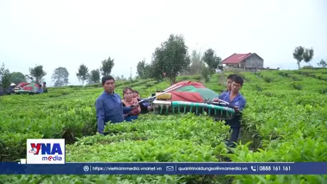 Cây chè giúp người dân xã Tân Uyên vươn lên thoát nghèo