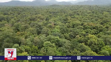 Bình Thuận thông tin về việc chuyển hơn 600 ha rừng