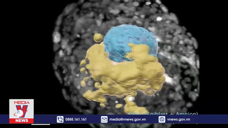 Tạo mô hình phôi người không cần trứng, tinh trùng