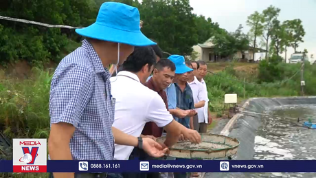 Phát triển nghề nuôi tôm theo hướng liên kết, hợp tác