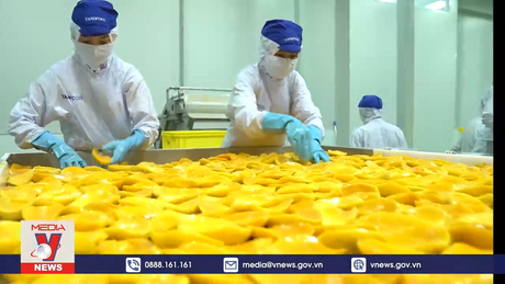 Nâng cao chất lượng trái cây Việt Nam khi xuất khẩu 