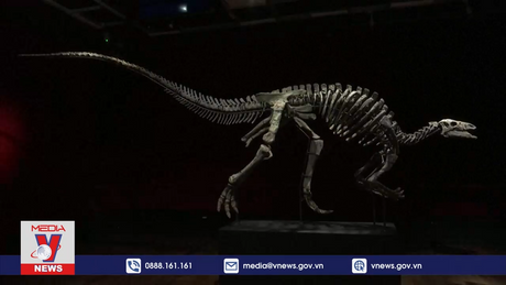 Đấu giá hóa thạch xương khủng long gần như nguyên vẹn